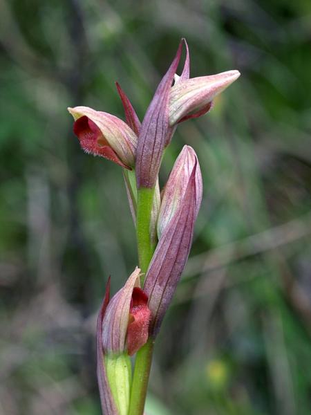 4-Copia di serapias-parviflora-X5096686.jpg